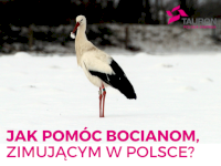 Jak pomóc bocianom zimującym w Polsce?